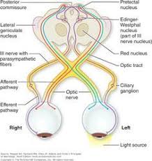 Edinger Westphal Nucleus And Pupillary Reflex Loop Neurology Nucleus Med Student