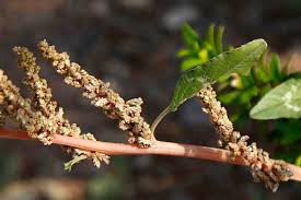 Image result for Amaranthus viridis