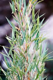 Image result for Oreobambos