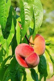 Hurd Orchards Peach Trees Peach Prunus