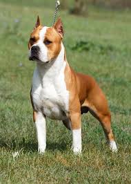 American Staffordshire Bull Terrier Black And White Camelot Of Eagle Blend American Staffordshire Terrier Dogs Bull Terrier