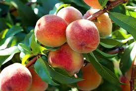 The shortness of the cold season means the following pests remain active throughout the year How To Grow A Peach Tree Kellogg Garden Organics
