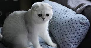 The munchkin cat or sausage cat is a relatively new breed of cat characterized by its very short legs, which are caused by a genetic mutation. Scottish Fold Munchkin Cat Traits Personality Price Beyond The Treat