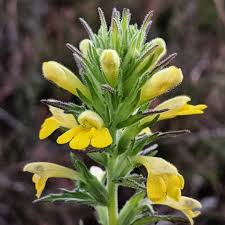 Image result for Orobanchaceae