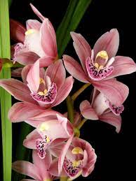 Seattleorchid Com Cymbidium Minneken Pink Pearl Floribundum X Rosalita Orchid Hybrid Pretty Little Min Orchids Beautiful Flowers Garden Cymbidium Orchids