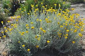 Image result for Cyphostemma chloroleucum