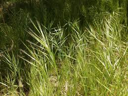Image result for Bromus