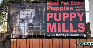 Theresultsengine.com has been visited by 1m+ users in the past month Pet Store Protest In Loveland Co To Honor Puppy Mill Survivor Newswire