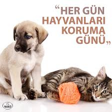 Sevginizi Ve Emeginizi Onlarla Da Paylasin Bir Gun Degil Her Gun Hayvanlari Koruma Gunu Hayvan Panda Instagram