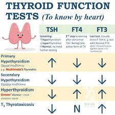 Image result for Thyroid Function Test