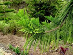 Check spelling or type a new query. Plantfiles Pictures Araucaria Species Cook S Pine Coral Reef Araucaria New Caledonian Pine Araucaria Columnaris By Htop