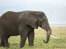 Maybe you would like to learn more about one of these? Blood Ivory Tv Mini Series 2017 Imdb