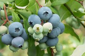 Image result for Vaccinium stanleyi