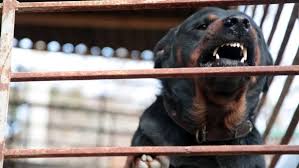 Animals dogs shery small dog angry growls fierce deep breath second dog growls. Rottweiler Barking Stock Footage Video 100 Royalty Free 6108194 Shutterstock
