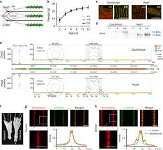 Calcium crimson (calcium bound) calcium green calcium orange calcium sensor dye efluor 514 cascade blue cascade yellow cell mask green cell proliferation dye efluor. Deconstructing Sarcomeric Structure Function Relations In Titin Bioid Knock In Mice Nature Communications