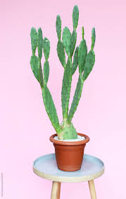 Some studies have shown that the pectin contained in the prickly pear pulp lowers levels of bad cholesterol while. Opuntia Cactus Houseplant On A Table By Marcel Cactus Houseplant