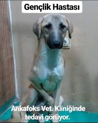 How To Make Your Dog Stop Barking Kupa Maalesef Genclik Hastaligina Yakalanmis Tedavisi Uzun Surecek Www Sim Org Puppy Training Dogs The Perfect Dog