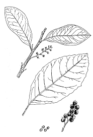 Image result for Embelia schimperi