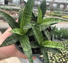 Image result for Sansevieria hallii