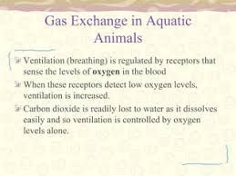 2.3 – Gaseous Exchange Mechanisms – Introductory Animal Physiology