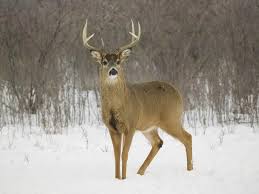 Dog wallpapers, backgrounds, images— best dog desktop wallpaper sort wallpapers by: Deer The Biggest Animals Kingdom Whitetail Deer Deer Wallpaper Deer Photos