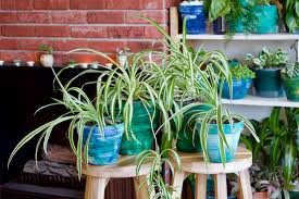 Image result for Chlorophytum krookianum
