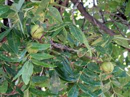 Arizona can brag about its pecan industry. Pecan Trees On The Property Picture Of The Farm Kitchen Phoenix Tripadvisor