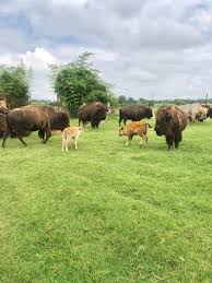 Lion country safari, west palm beach Tennessee Safari Park Posts Facebook