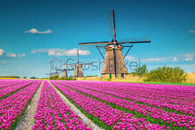 In this episode i'm visiting both zaanse schans. Colorful Pink Tulip Fields And Traditional Dutch Windmills Kinderdijk Netherlands Stock Photo Crushpixel