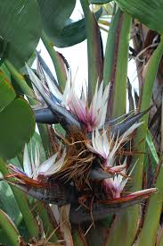 Image result for Strelitzia alba