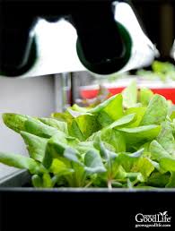Basil growing indoors requires at least six hours of sunlight. Build A Grow Light System For Starting Seeds Indoors