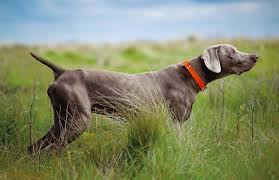 Maybe you would like to learn more about one of these? Natural Home Remedies For Dog Liver Disease