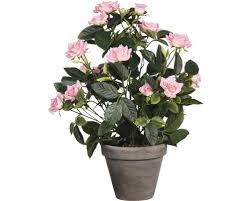 Ghiveci de flori din plastic sumela, 14 x 12 cm, 1.4 l, verde. La NouÄƒ Detaliat Angrenaj Ghivece Flori Plastic Preturi Mynearlyemptynest Com