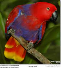 Eclectus Parrots Beauty Of Birds