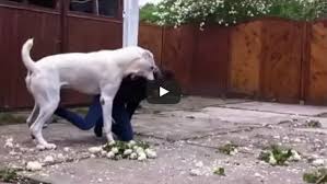 According to scientists these large dogs began to stop the ears and tails several centuries ago in order to make alabai as little as possible vulnerable when fighting with other animals. Central Asian Shepherd Dog Playing Video