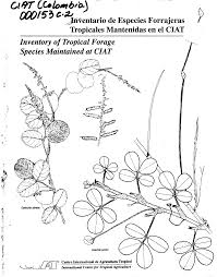 Image result for Hyparrhenia niariensis