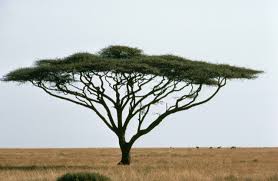 Image result for Acacia borleae