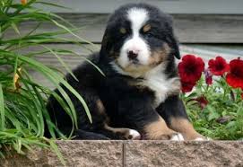 They are rather friendly with strangers, and are generally good with other. Dwe Bernese Mountain Dog Puppies For Sale Handmade Michigan
