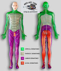 11 you will love dermatomes myotomes chart