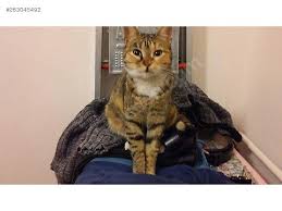 connecting site kedi hayvanlar evcil hayvanlar