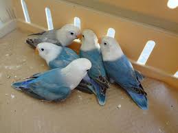 Mutations Agapornis Color Mutations Pet Birds African Lovebirds Parrot
