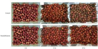 Effects of dry fog humidification