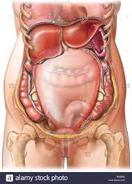 The female breast anatomical chart includes frontal and lateral views of the breast, development processes of the mammary glands, the details of the endocrine system anatomy chart has frontal and posterior views of the endocrine system in both male and female humans, microscope images of. Anatomy Of A Pregnant Woman Anatomy Drawing Diagram