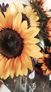 We did not find results for: Wallpaper Aesthetic Wallpaper Sunflowers And Roses Novocom Top