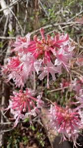 Image result for Aristida canescens