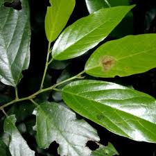 Image result for Leptonychia