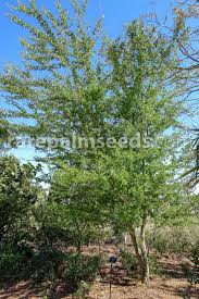 Image result for Pithecellobium dulce