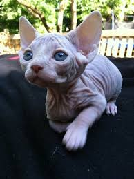 Yavru Sphynx Kedi Cats Cute Animals Sphynx Cat
