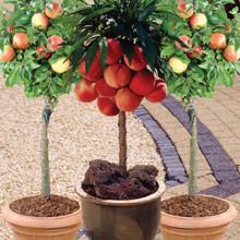 There are 902 small fruit tree for sale on etsy, and they cost £10.49 on average. Fruit Trees For Small Gardens Thompson Morgan