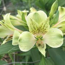 Alstroemeria Greenfield Wandinvalleyflowers Alstroemeria Flower Chart Citrus Garden